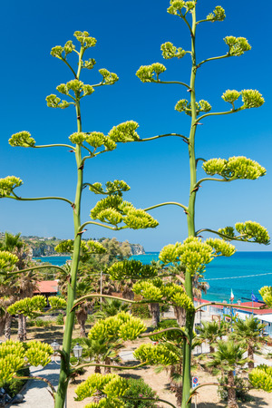 Trees and sea of Calabria, Italy.の写真素材