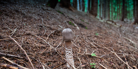 Mushrooms on the Dolomites Mountains, Italy