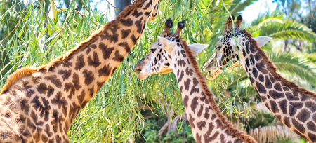 Giraffes wating tree leaves.の写真素材