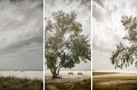 Lone tree on the beach with bad weather.の写真素材