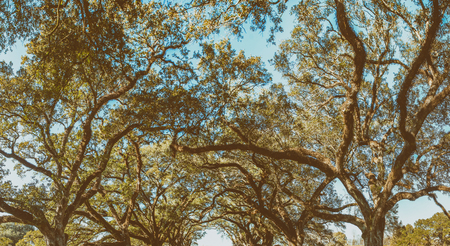 Oak Alley Plantation panoramic view, Louisiana.の写真素材