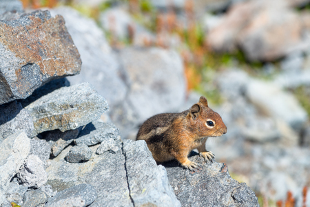 Beautiful squirrel watching surroundings. Mountain scenario.の写真素材