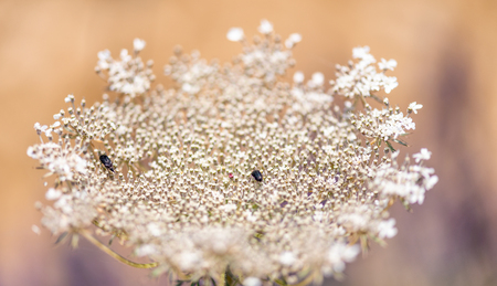 Insects on a white flower, close-up.の写真素材