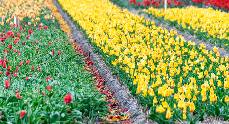 Yellow, red and pink Tulips in Keukenhof.の写真素材