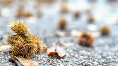 Chestnuts along a mountain road.の写真素材