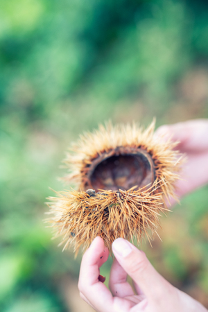 Chestnut shell over child hands.の写真素材