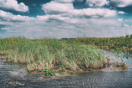 Swamps of Everglades National Park, Florida