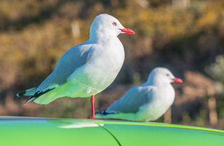 Two seagulls relaxing over a colorful car.の写真素材