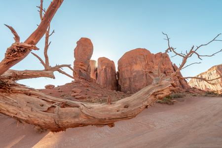 Red rocks of Monument Valley on a clear summer day with tree trunk on foreground.の写真素材