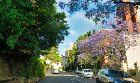 SYDNEY - NOVEMBER 6, 2015: A suburban street is transformed by Jacaranda trees in full bloom. Sydney attracts 20 million tourists every year.のeditorial素材