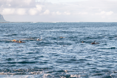 Dolphins and snorkelers swimming in the ocean.の写真素材