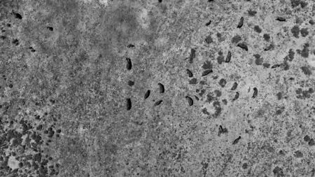 Herd of Bison or American Buffalo in high plains field in Utah, aerial view.