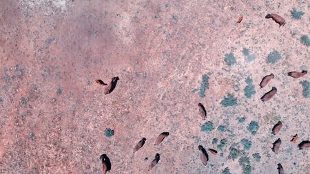 Herd of Bison or American Buffalo in high plains field in Utah, aerial view.