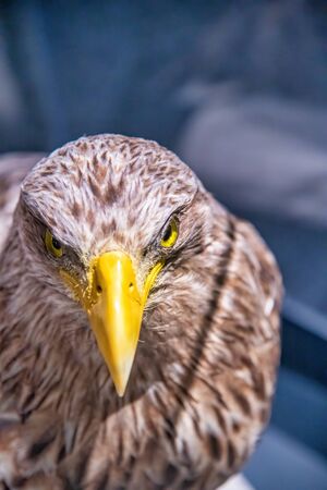 Front view of powerful eagle.