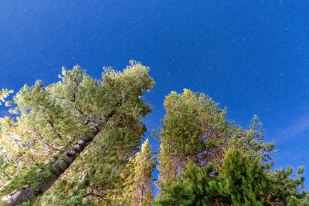 Pine trees against a sky full of stars. Mountain holiday in summer.