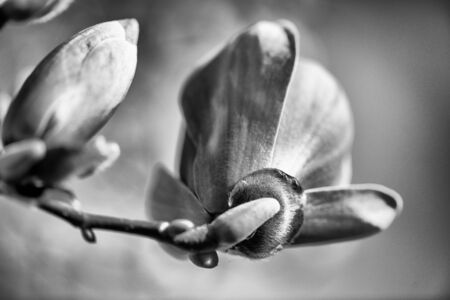 Black and white close-up of Magnolia Flower in spring time.の写真素材