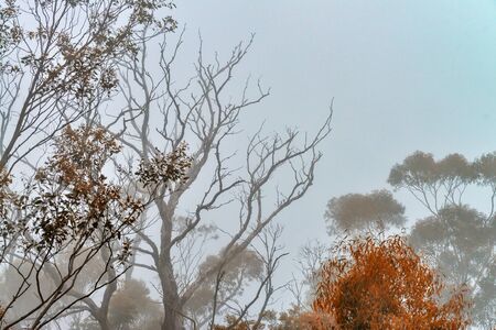 Blue Mountains Trees shrouded by fog, Sydney