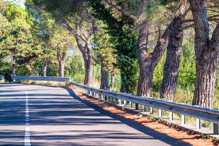 Road in Italy along the coastline. Pine treesの写真素材