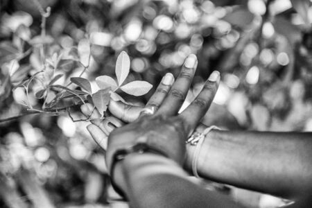 African woman touching forest plant. Green leaves of an Avocado plant with grass background outdoors.の写真素材