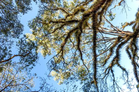 Amazing textures of tree branches in the Daintree National Park, Queensland, Australia.の写真素材