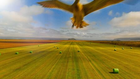 Drone attacked by flying bird.の写真素材