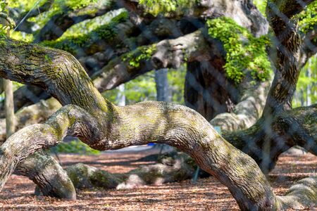 Angel Oak tree on St. Johns Island near Charleston, SC,の写真素材