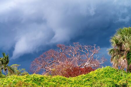 Storm approaching tropical island. Green trees against stormy clouds.の写真素材