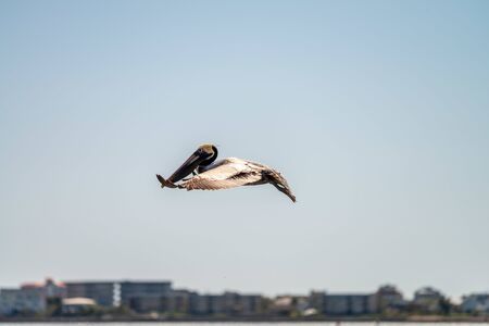 Brown Pelican flying against the blue sky.の写真素材