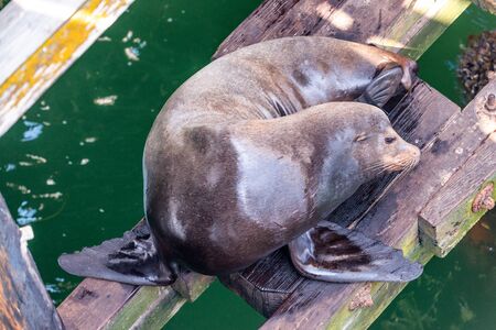 California sea lion. Zalophus californianus. Seal animal. Wild animals. Sea lion on a pier.の写真素材