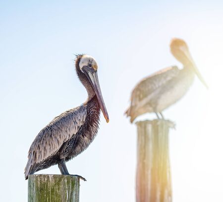 Two wild brown pelicans in Florida.の写真素材