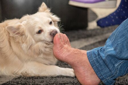 Dog licking man's feet at home.の写真素材