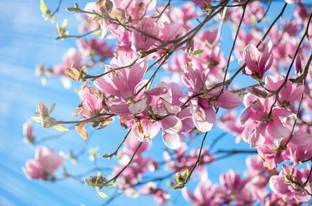 Magnolia blossom in spring. Plant flowers with blue sky on background.の写真素材