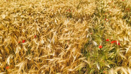 Amazing aerial view of wheat field with poppies, Tuscanyの写真素材