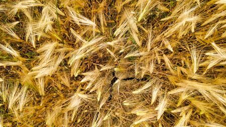 Amazing aerial view of wheat field with poppies, Tuscanyの写真素材