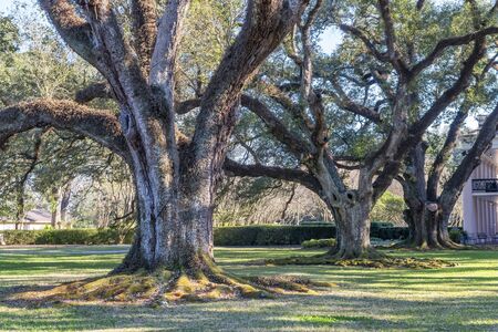 Oak trees in a plantation, Louisiana.の写真素材
