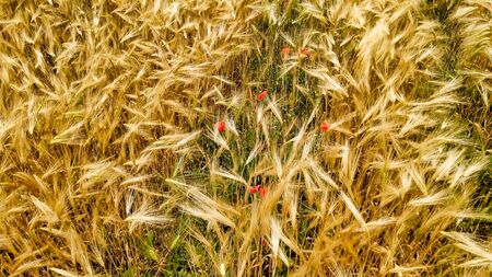 Amazing aerial view of wheat field with poppies, Tuscanyの写真素材
