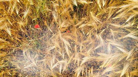 Amazing aerial view of wheat field with poppies, Tuscanyの写真素材
