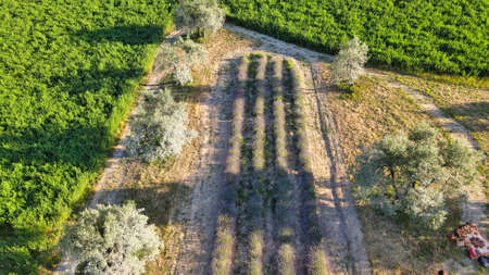 Lavender meadows in open countryside. Amazing aerial view in summer season.の写真素材