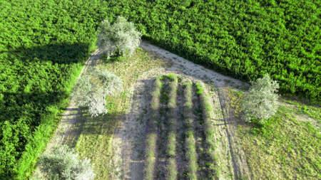 Lavender meadows in open countryside. Amazing aerial view in summer season.の写真素材