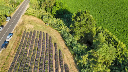 Lavender meadows in open countryside. Amazing aerial view in summer season.の写真素材