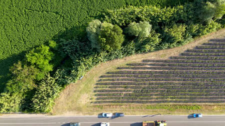 Lavender meadows in open countryside. Amazing aerial view in summer season.の写真素材