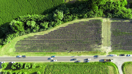 Lavender meadows in open countryside. Amazing aerial view in summer season.の写真素材