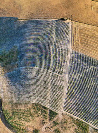 Tuscany campaigns, aerial view of hills in summer season, Italy.の写真素材