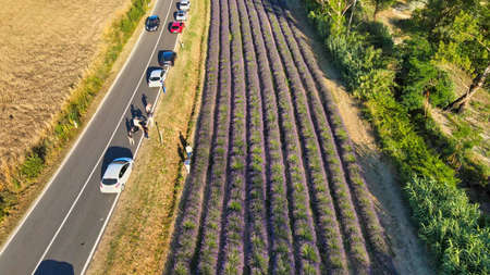 Lavender meadows in open countryside. Amazing aerial view in summer season.のeditorial素材