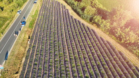 Lavender meadows in open countryside. Amazing aerial view in summer season.のeditorial素材