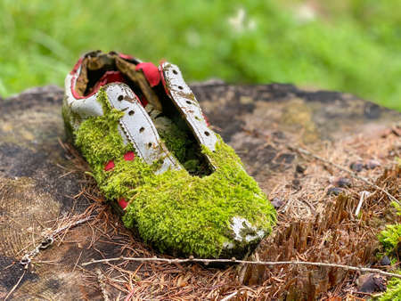 Abandoned sport shoe on a forest tree trunk.の写真素材