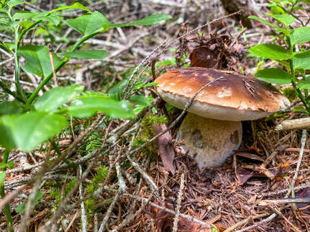 Porcino mushroom, italian woods. Delicious edible mushroom boletus edulis in spruce forest.の写真素材