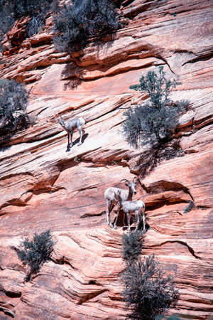 Dead Horse Point National scenic landscape view red rock, USAの写真素材