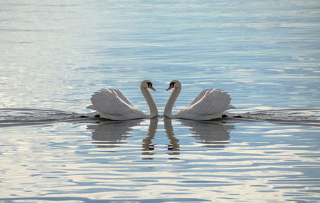 Love Swans - Swans Making A Heartの写真素材