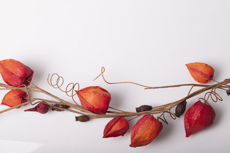 Flowers as a decorative backdrop to the tableの写真素材